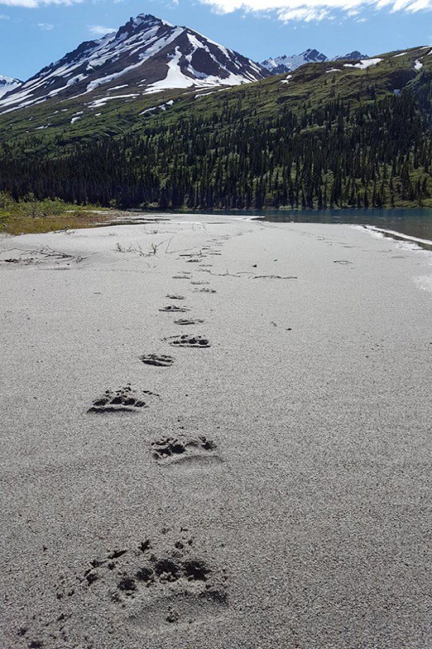 grizzly bear tracks on sand lead away from foreground toward alpine lake with snow-capped mountain in background