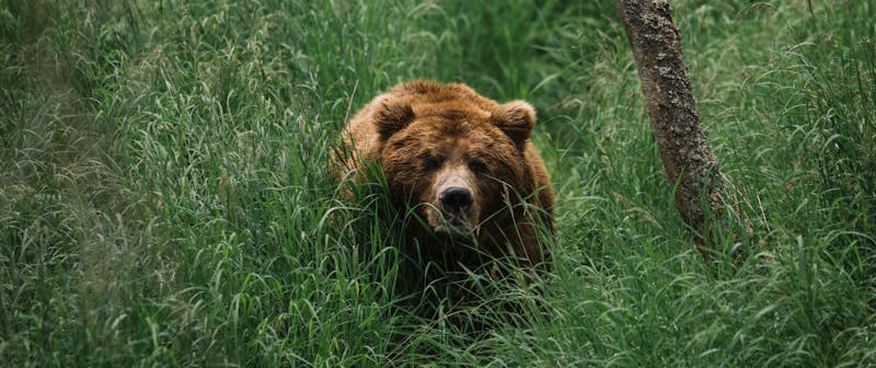 Brown Bears Of The World: Grizzly Present, Ominous Future