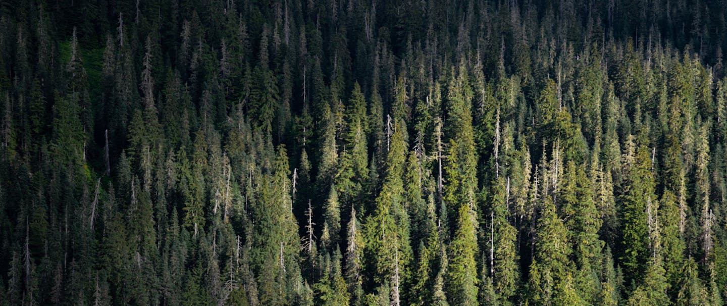conifer forest rising away on a steep mountainside