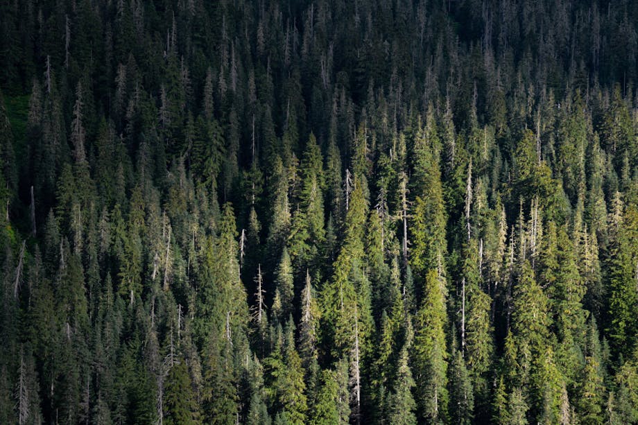 conifer forest rising away on a steep mountainside
