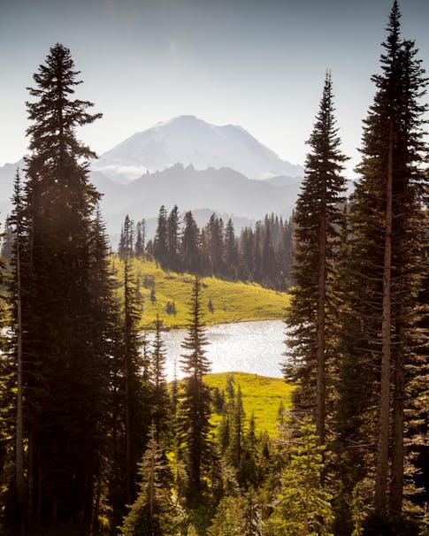 mountain peaks rising away from an alpine lake with towering pines in the foreground
