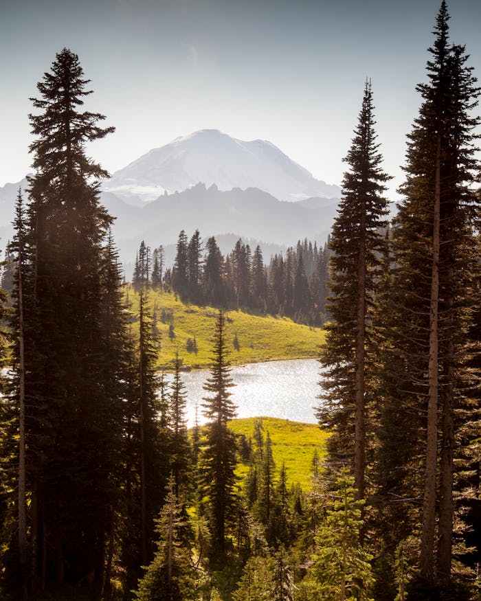 mountain peaks rising away from an alpine lake with towering pines in the foreground