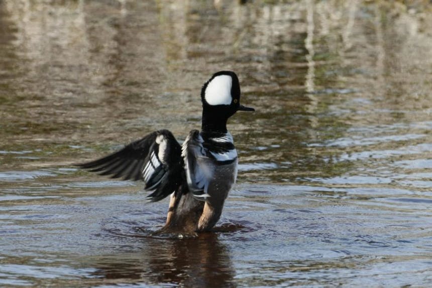 duck with white and black plumage rising out of the water