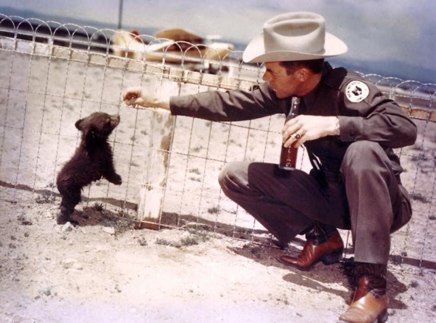 park ranger in white hat and gray uniform squatting down holding a bottled drink feeding a tiny bear cub in a fenced off paddock