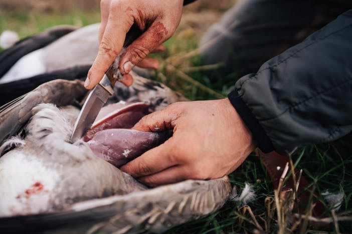 hands holding a small folding knife cutting open the carcass of a recently killed bird