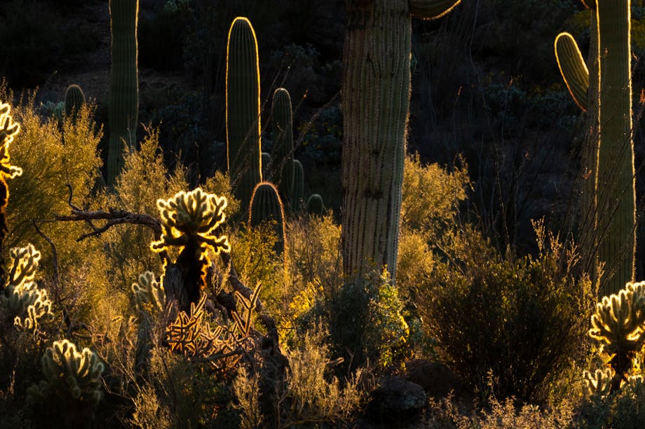 different types of cactus rising out of low lying brush illuminated in silhouette by dying light