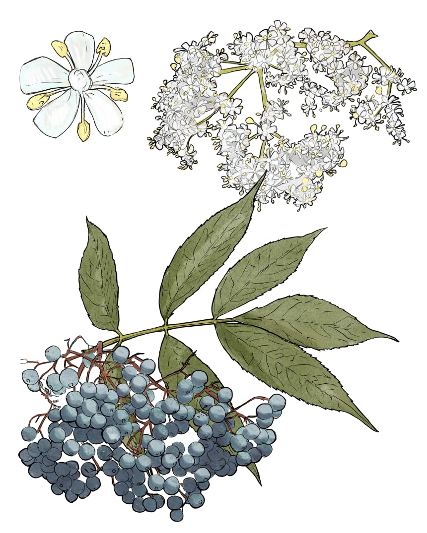 illustration of arboreal flowering plant with blue fruit and white flowers with large yellow pistils