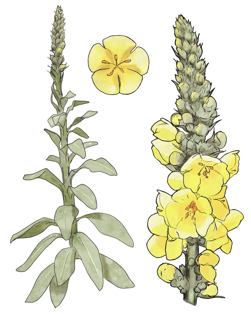 illustration of plant with large stalk and multiple bulbs which grow into yellow five petal flowers