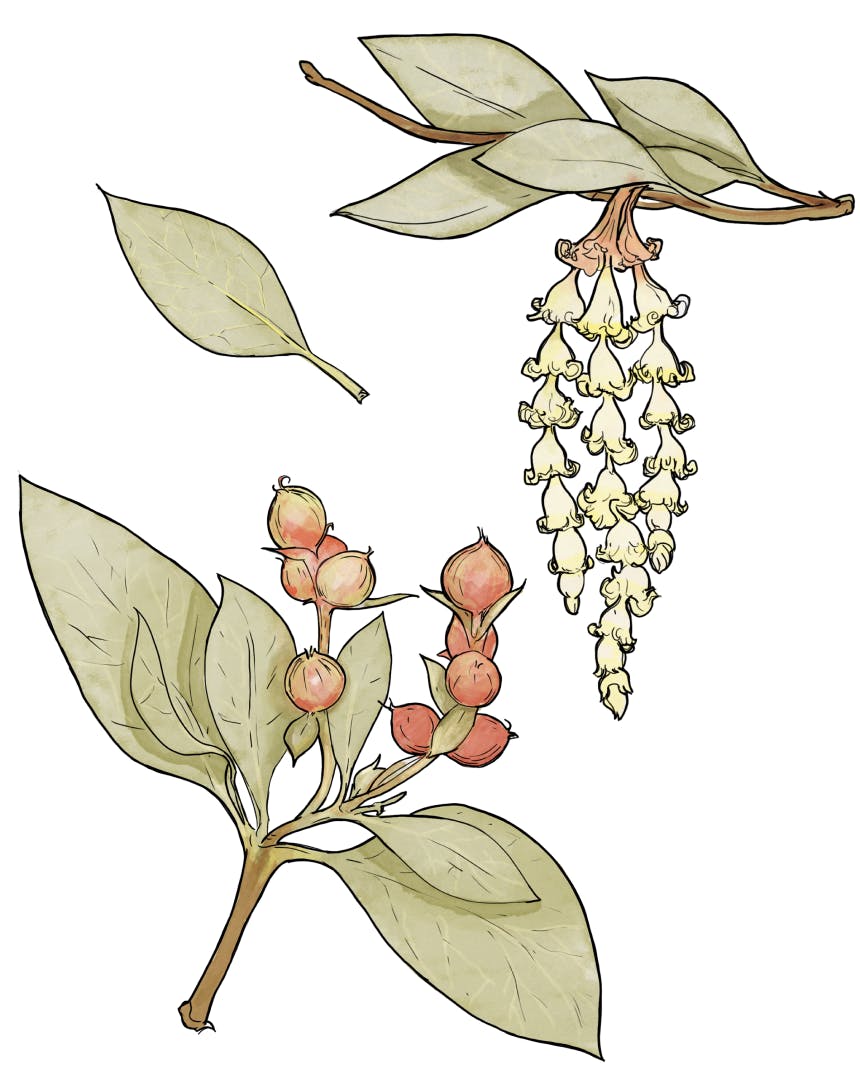 illustration of plant with white flowers and red bulbs