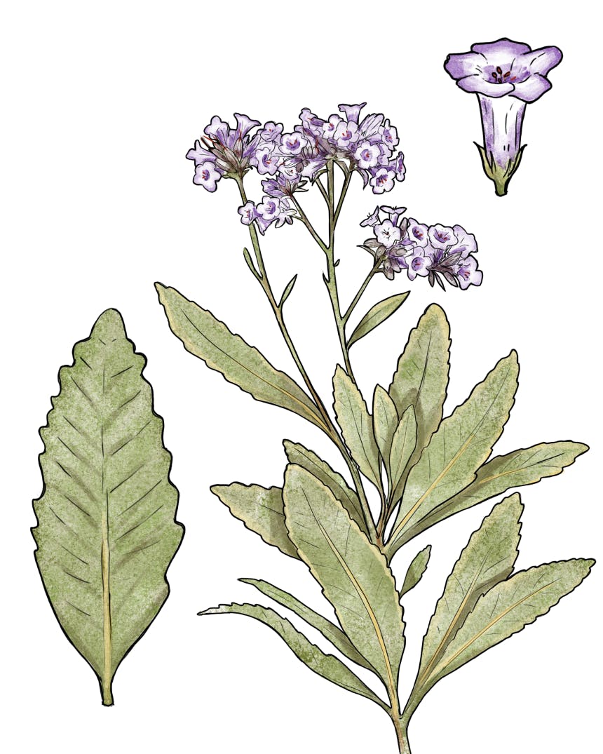 illustration of leaf and flower detail of plant with purple flowers
