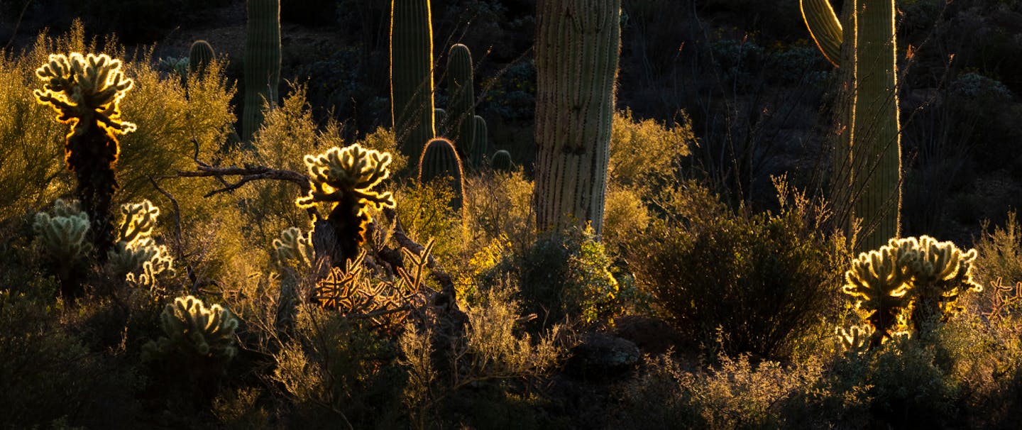 collection of different types of cactus rising out of low lying brush illuminated in silhouette by low light