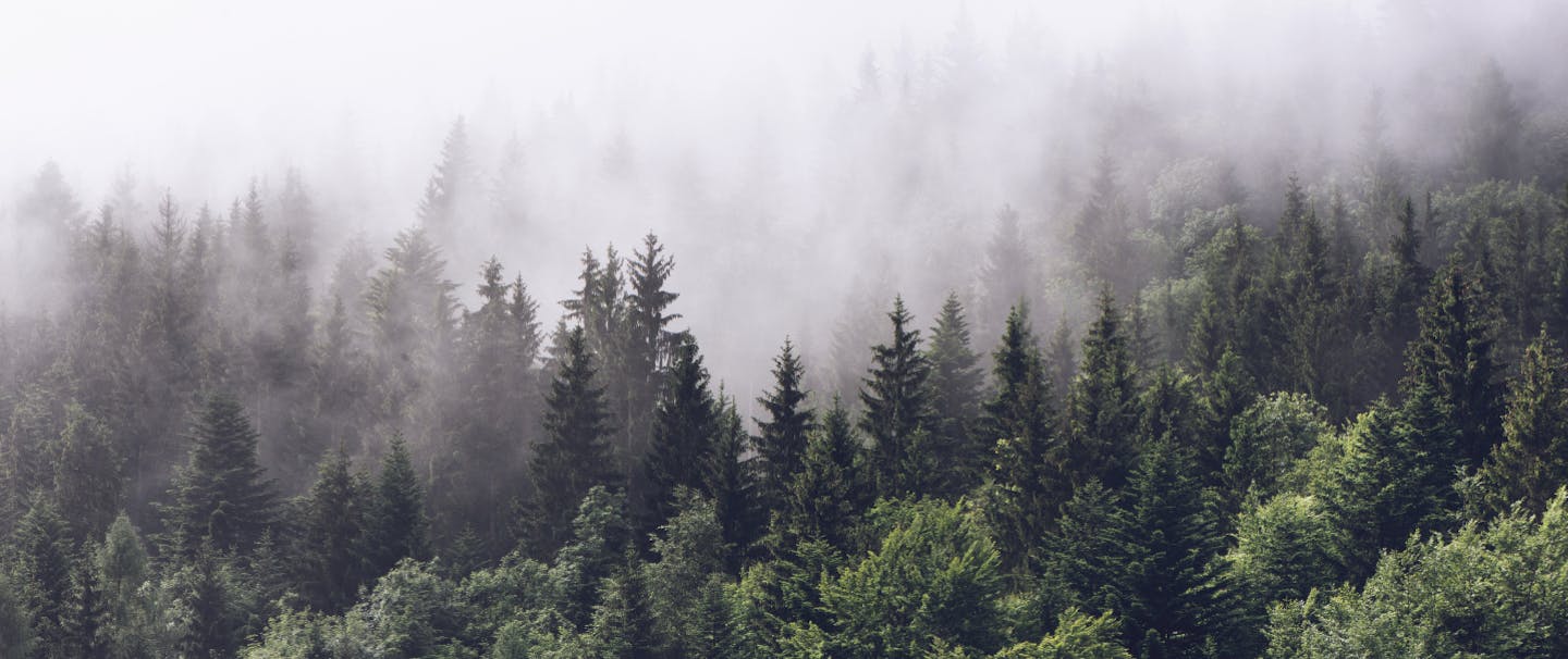 hillside pine trees seen through fog