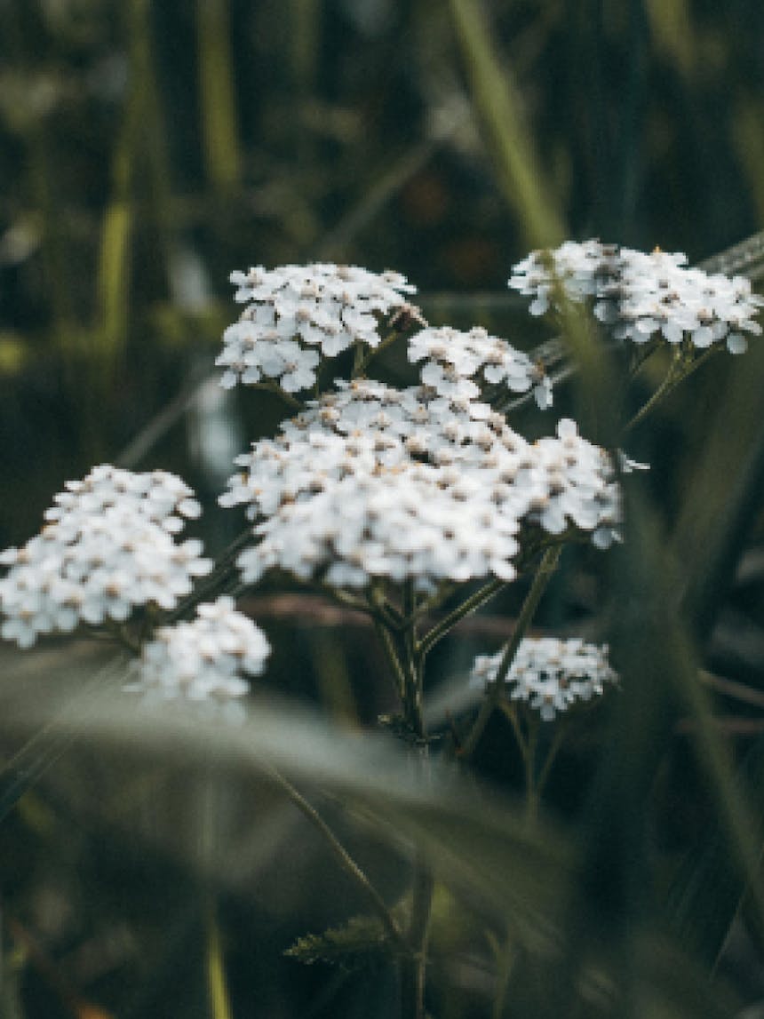 yarrow1