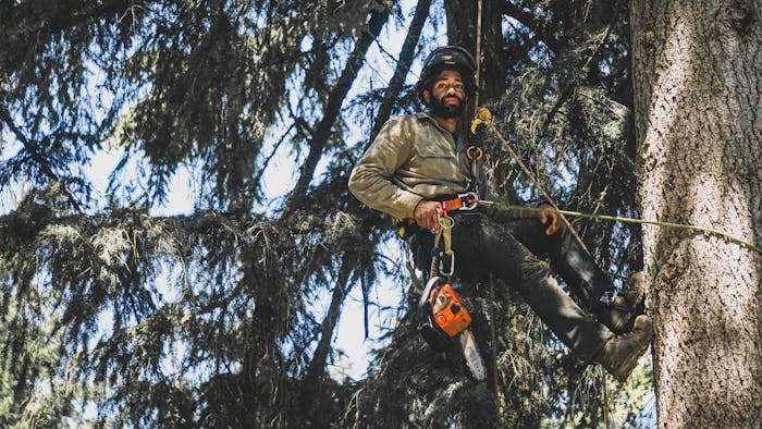 arborist hanging from a rope attached to his harness with a chainsaw attached to a tool belt