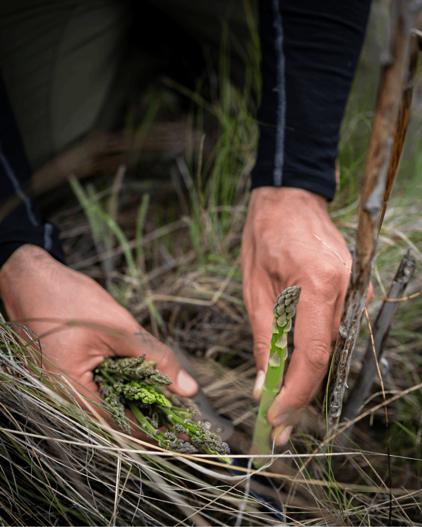 hands harvesting wild asparagus