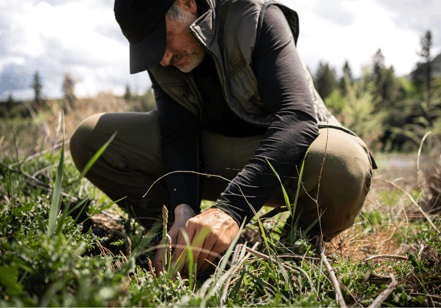 person squatting in a field collecting wild asparagus