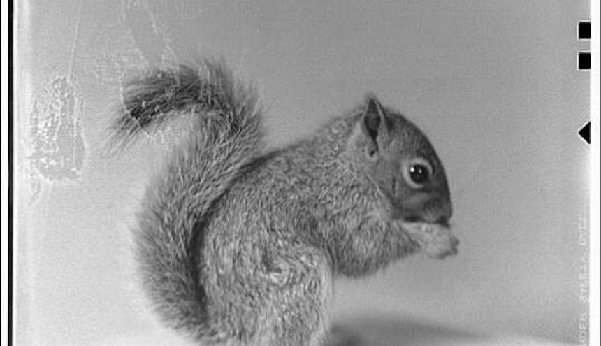 black and white image of a squirrel holding a nut