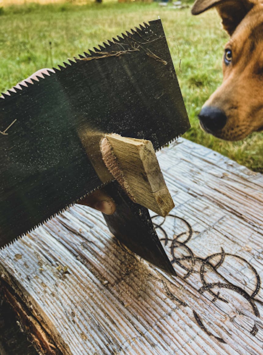 dog watches a saw sawing a piece of wood off of the top portion of an axe handle