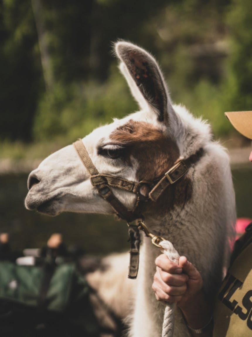 hand holding a white rope attached to a llama's face muzzle