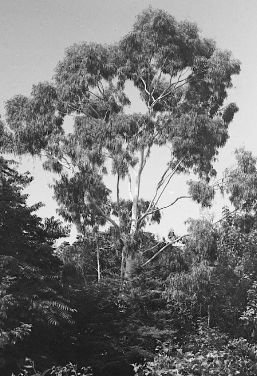 black and white image of a large tree surrounded by different types of smaller trees