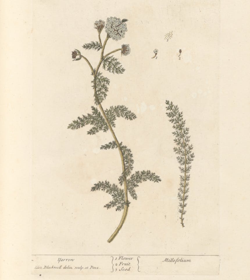 illustration of a yarrow stalk with flowers