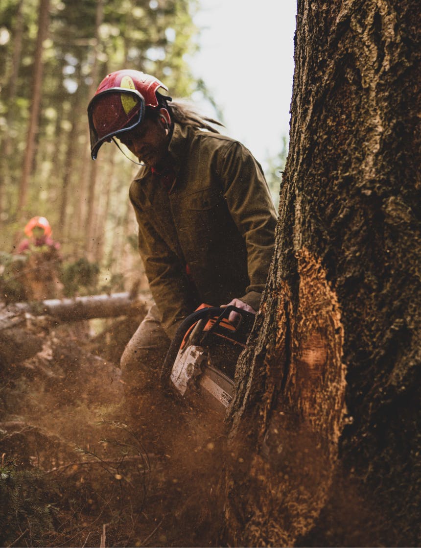 logger in red helmet with face shield using a chainsaw to cut a tree trunk
