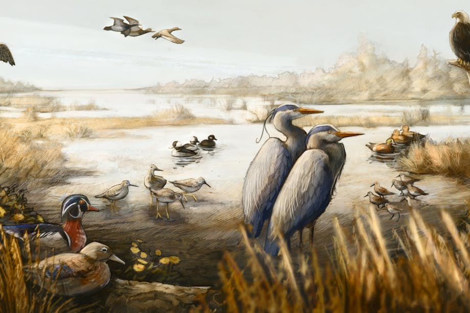 illustration of birds in an estuarine wetland