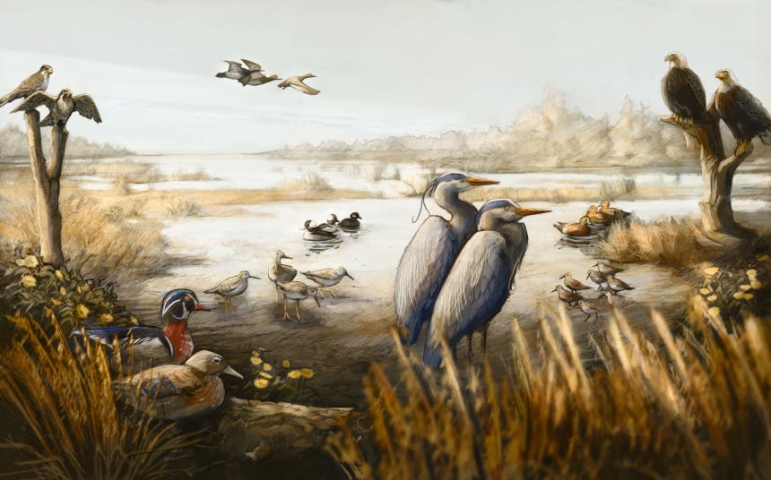 illustration of birds in an estuarine wetland