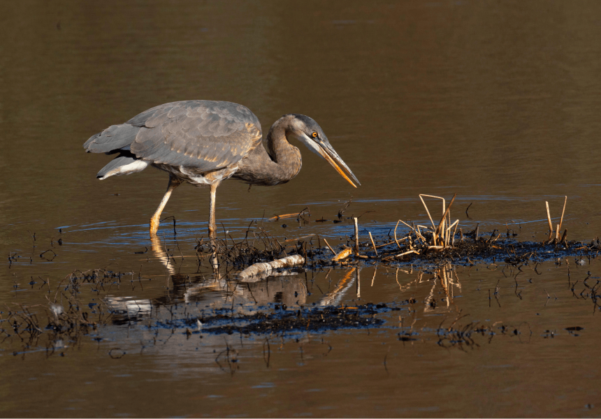 blue heron looking for food in shallow water