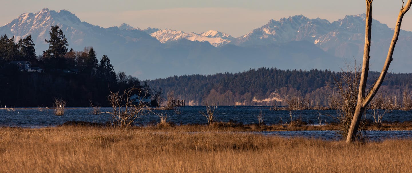 a landscape image of an estuarine wetland with marshes, a lake, pine forest, and distant snow capped mountains