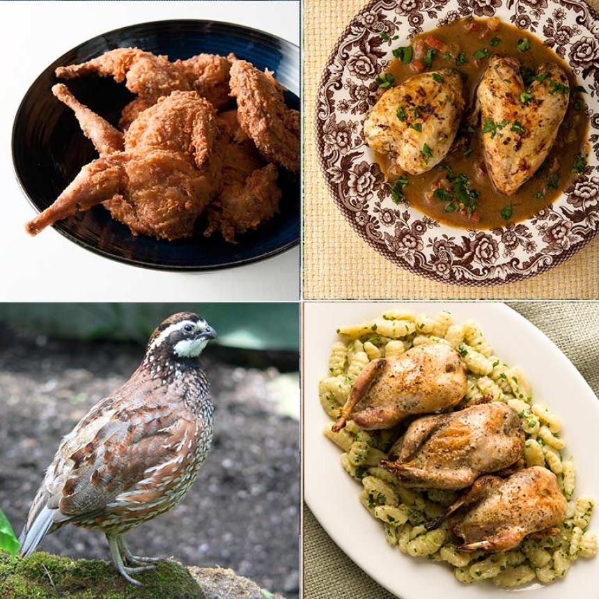 hgt-podcast-quail-image1