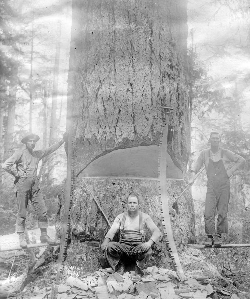 three loggers sitting in front of a huge tree trunk with a chunk cut out of it by two large bow saws