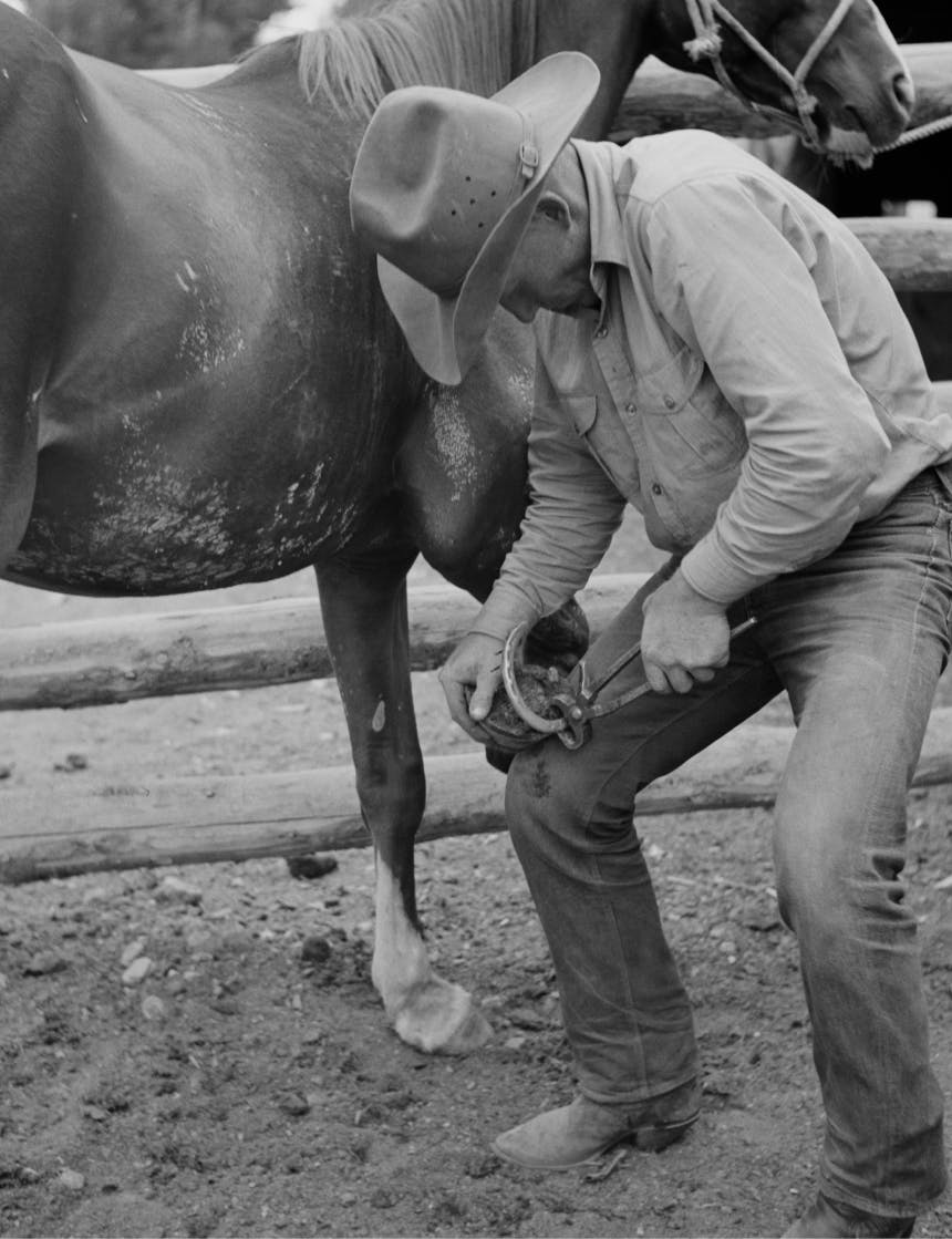 man performing horseshoe maintenance on a horse in a pen