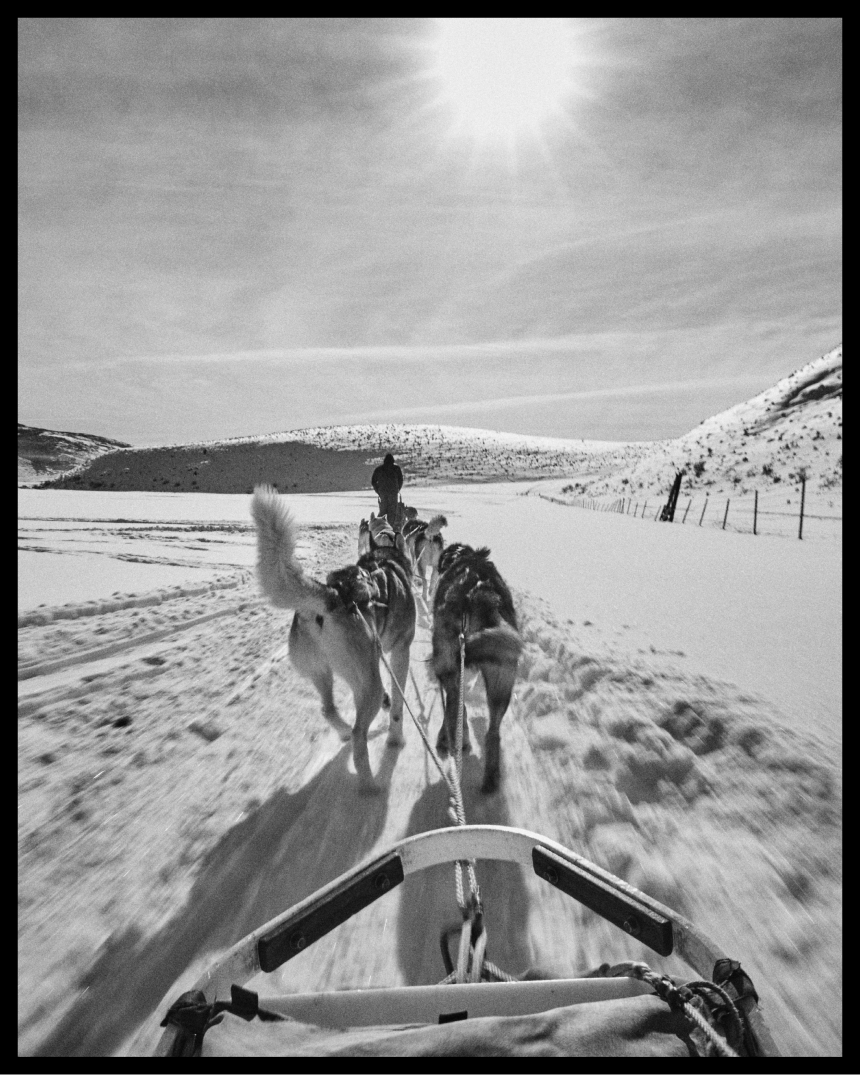 view from the front of a musher's sled being drawn by a team of dogs
