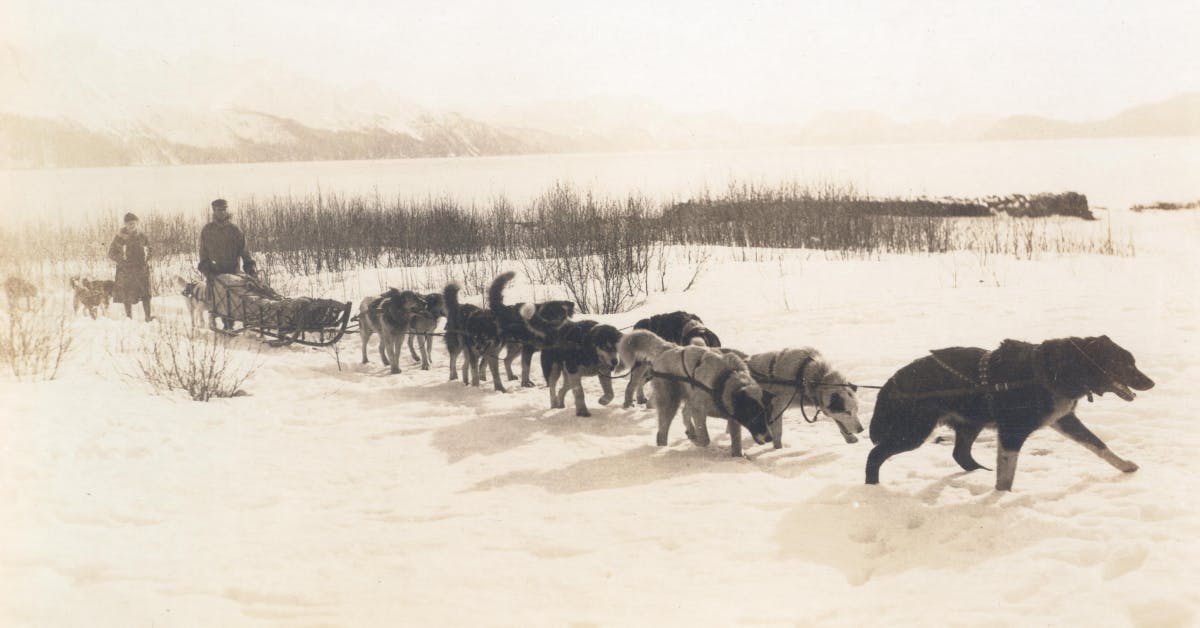 dog harness for pulling sled