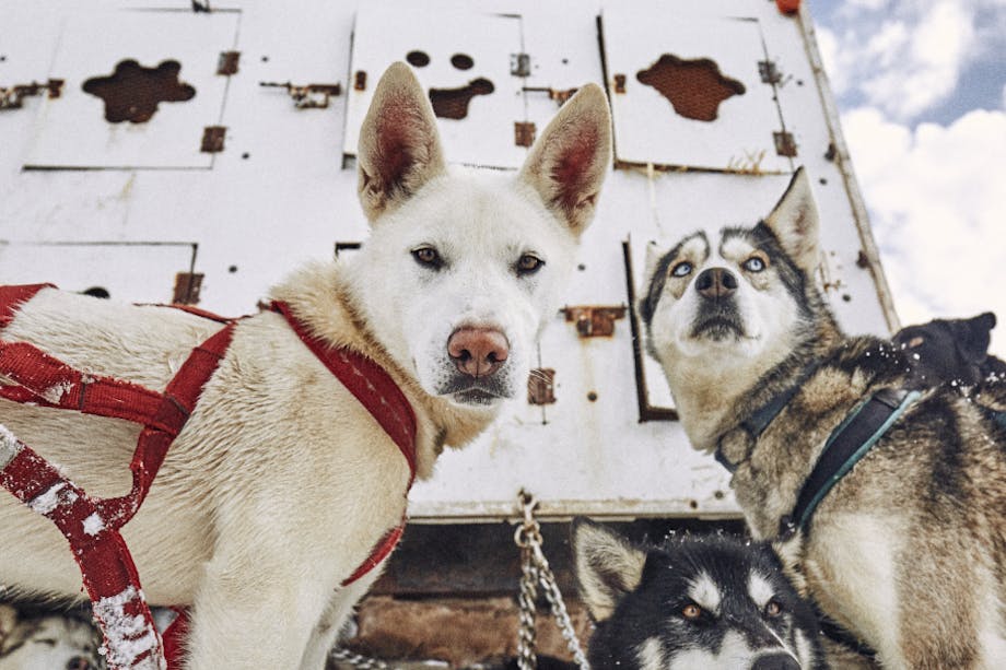 sled dogs standing in front of their pen outside with harnesses on