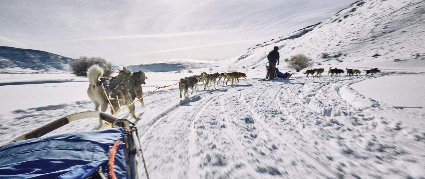 How To Train Your Sled Dog