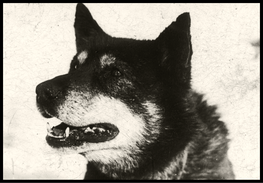 black and white portrait of a dog
