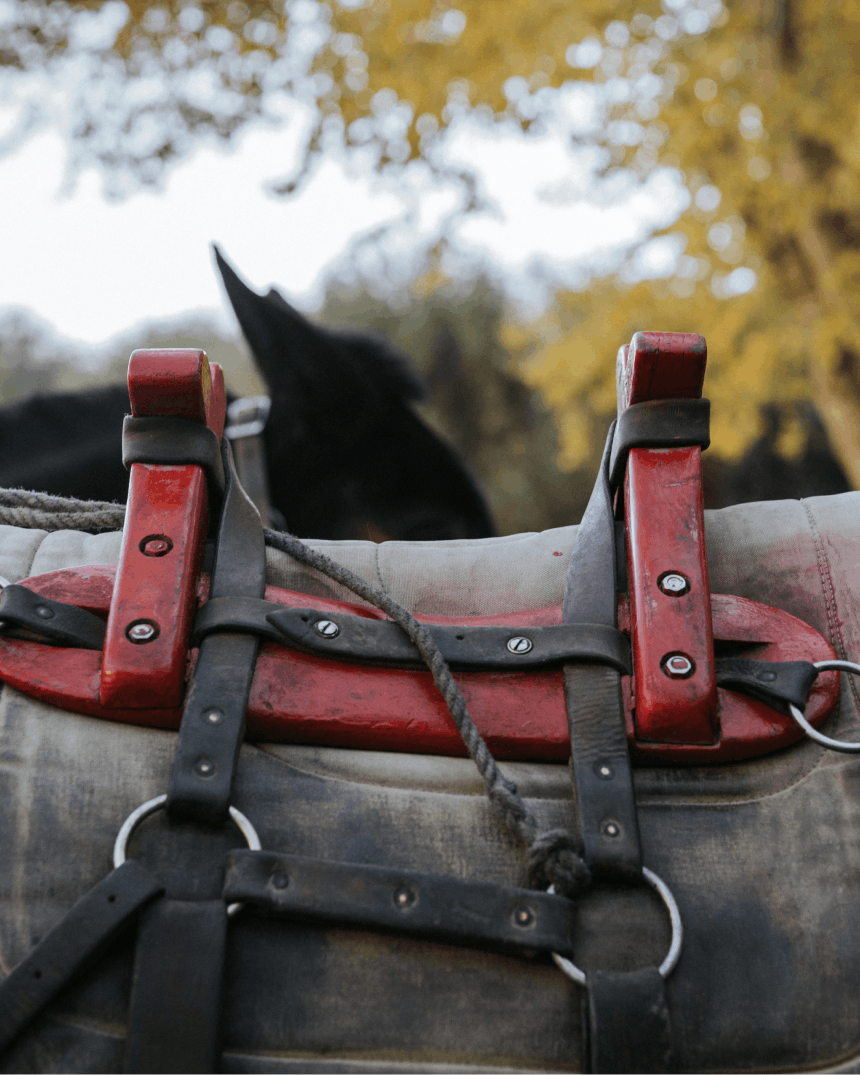 How to Pack a Mule with a Diamond Hitch & What to Bring