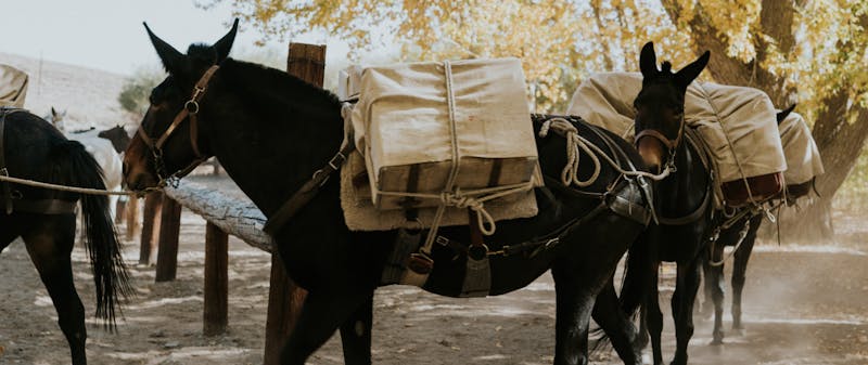 How to Pack a Mule with a Diamond Hitch & What to Bring | The