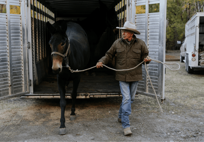 horse being led out of a livestock trailer