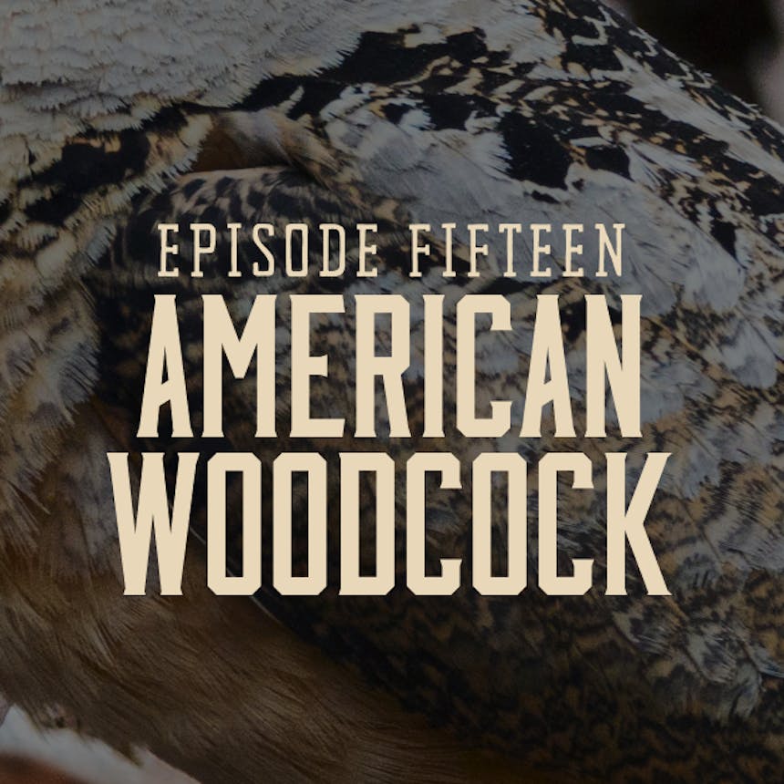 Promotional image for Hunt Gather Talk Podcast hosted by Hank Shaw Episode 15: American Woodcock