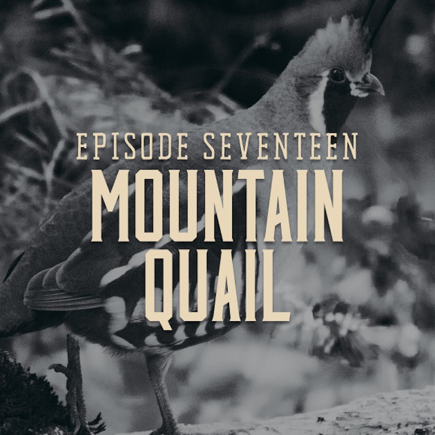 Landing Graphic for Episode Seventeen Mountain Quail, Image of Mountain Quail in Background