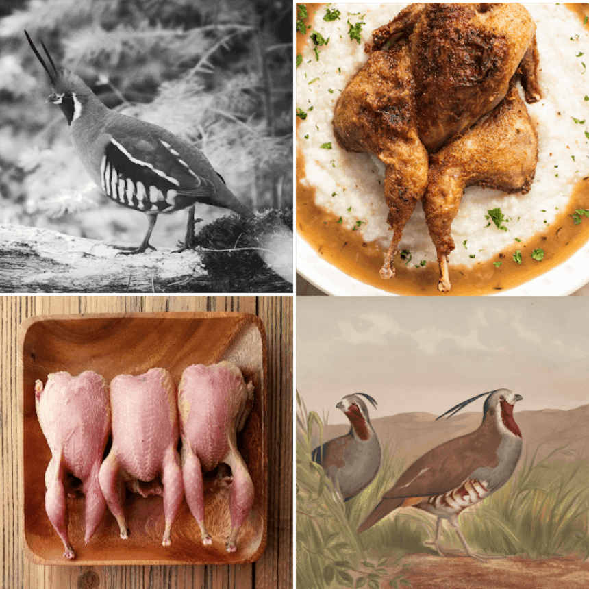 Collage of four images of male pheasant alive and prepared for a meal
