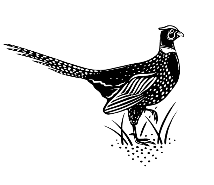 black and white etching style graphic of american pheasant