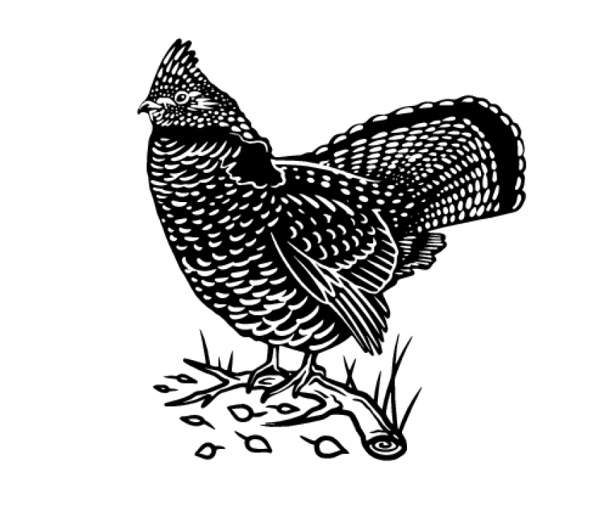black and white etching style graphic of ruffed grouse standing on a stick