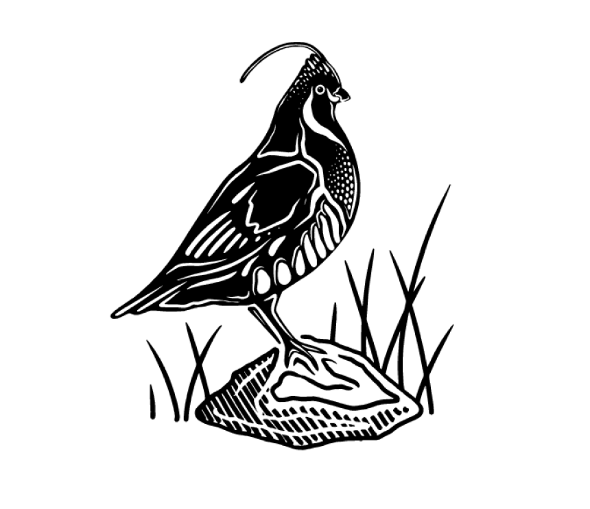 Black and white etching style graphic of Mountain Pheasant on Rock