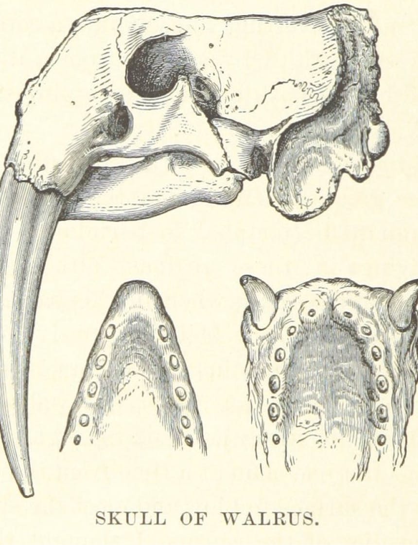 Illustration of Skull of Walrus