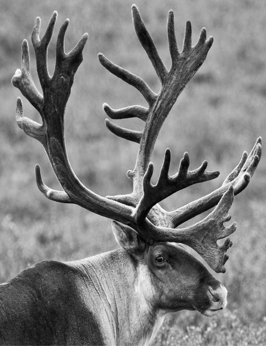 black and white image of a caribou with a large rack of antlers in a field