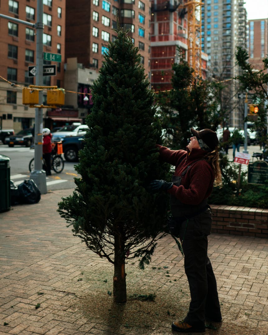 woman tending to a tree in a square in manhattan on 84th street